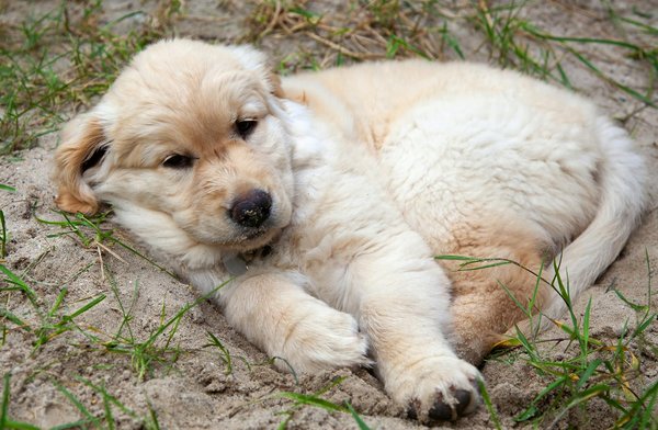 Entrée d'animaux dans le monde de l'art : une source d'inspiration intemporelle