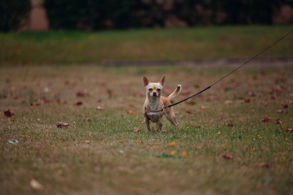 Feelloo : le traceur révolutionnaire pour le bien-être félin