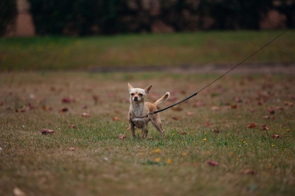 Top 5 sprays apaisants pour un chat détendu et serein