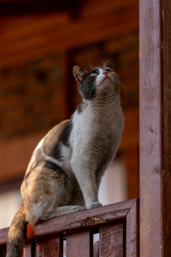 Spray apaisant pour chat : offrez-lui un moment de calme
