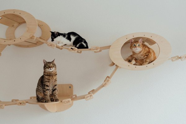 Étagère pour chat : l'escapade verticale idéale pour votre ami